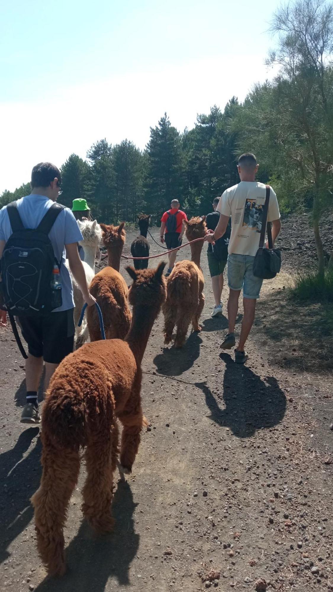 Alpaca Etna Rooms Da Mariagiovanna Linguaglossa Eksteriør billede