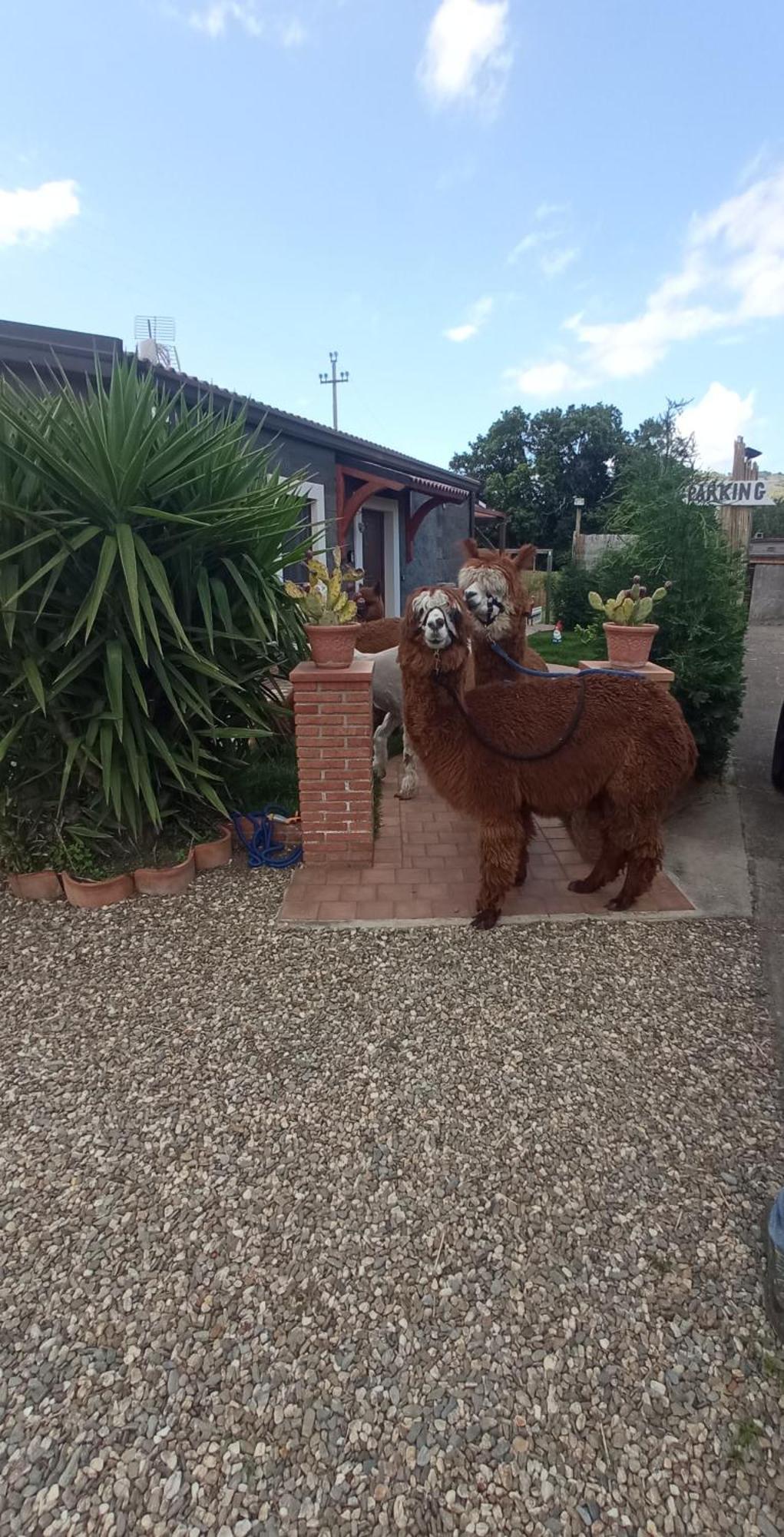 Alpaca Etna Rooms Da Mariagiovanna Linguaglossa Eksteriør billede